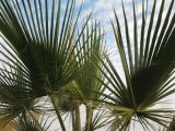 Washingtonia filifera. Листья. Израиль, г. Беэр-Шева, городское озеленение. 09.12.2012.