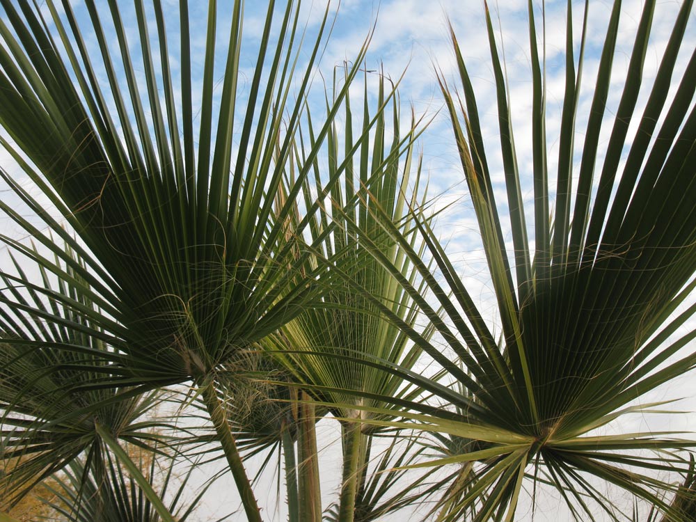 Image of Washingtonia filifera specimen.