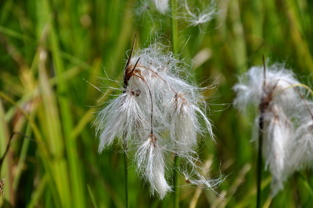 Image of Eriophorum gracile specimen.