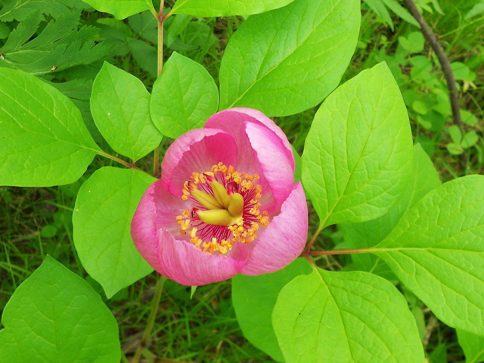 Image of Paeonia obovata specimen.