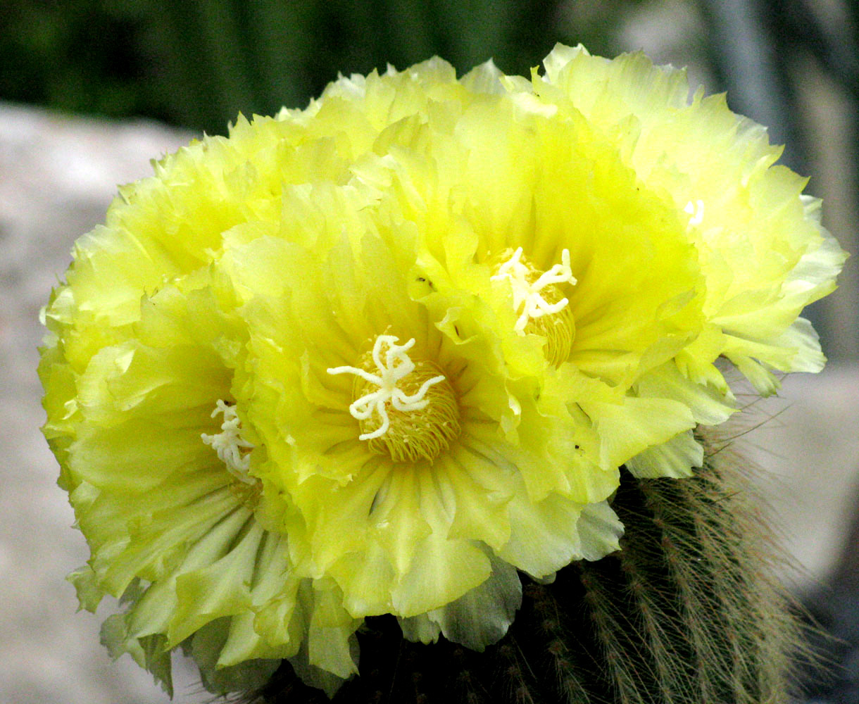 Image of Parodia leninghausii specimen.