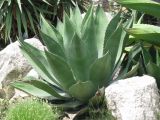 род Agave