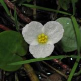 Hydrocharis morsus-ranae