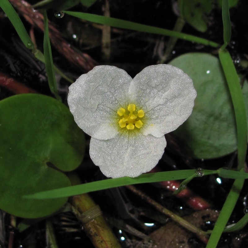 Image of Hydrocharis morsus-ranae specimen.