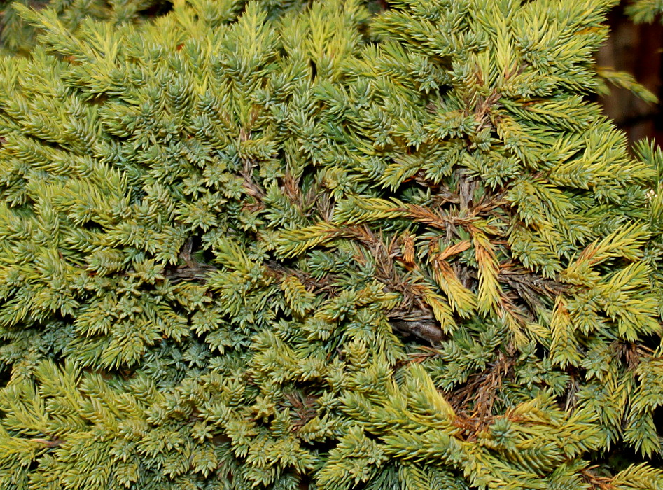 Image of Juniperus procumbens specimen.