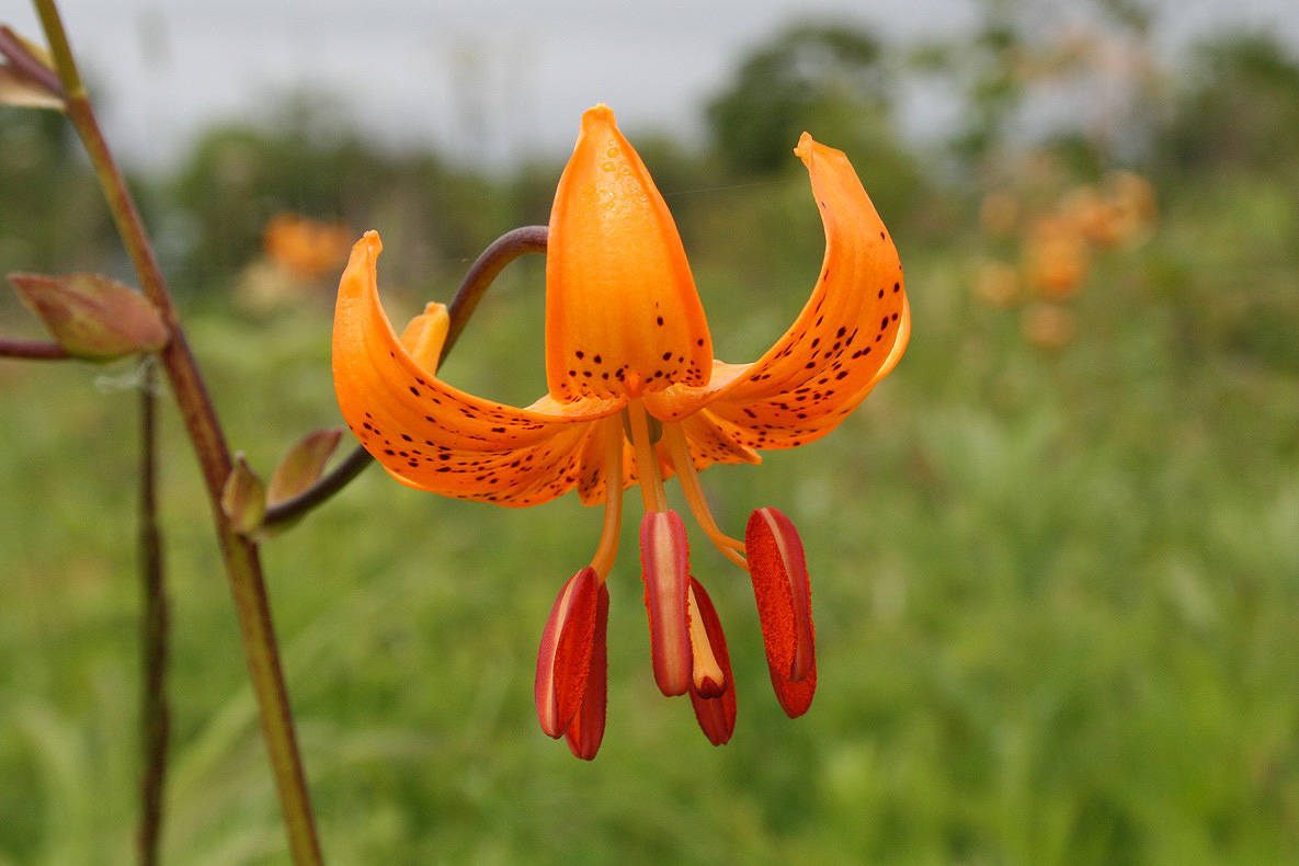 Image of Lilium debile specimen.