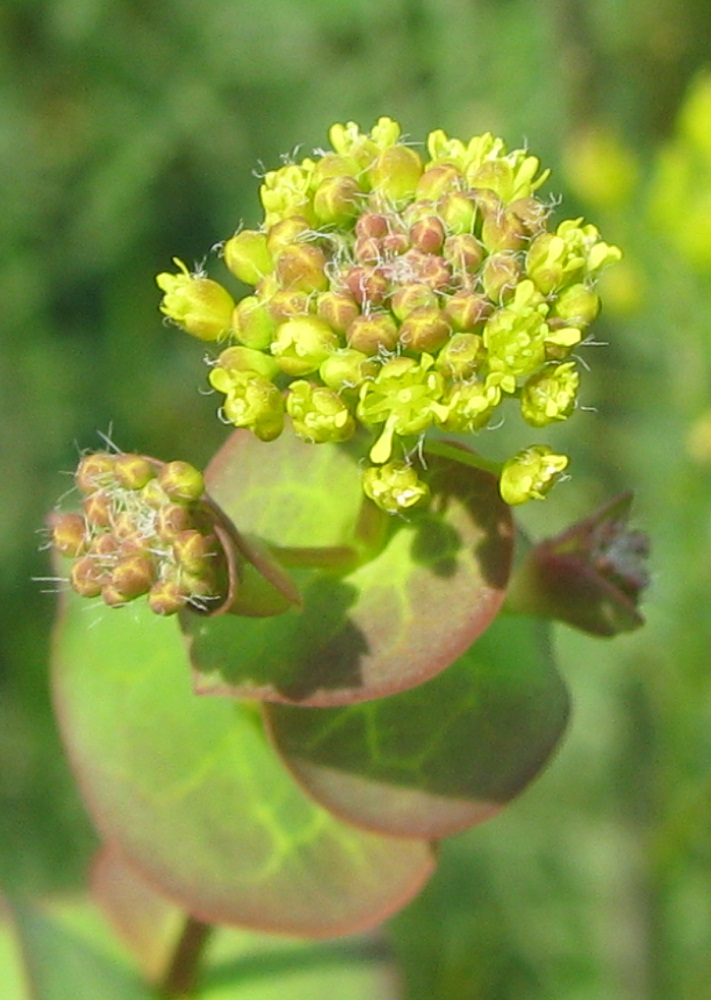 Изображение особи Lepidium perfoliatum.