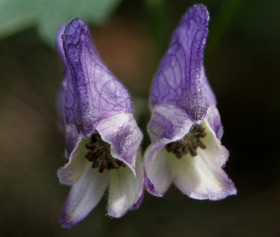 Изображение особи род Aconitum.