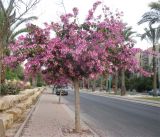 Bauhinia variegata. Цветущее дерево. Израиль, г. Беэр-Шева, городское озеленение. 02.04.2013.