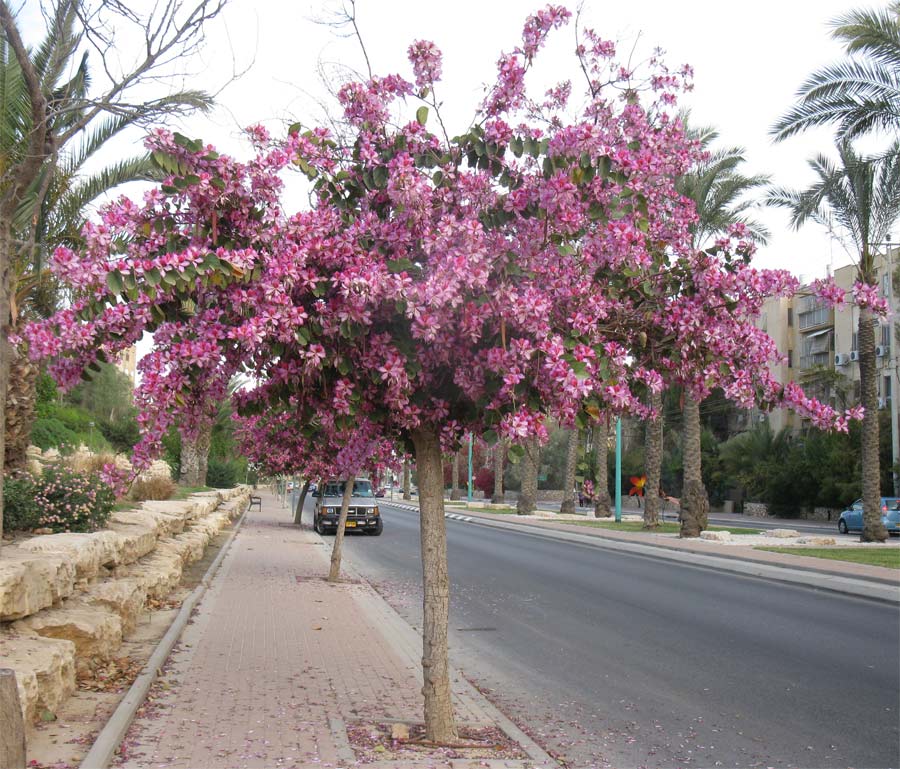 Изображение особи Bauhinia variegata.