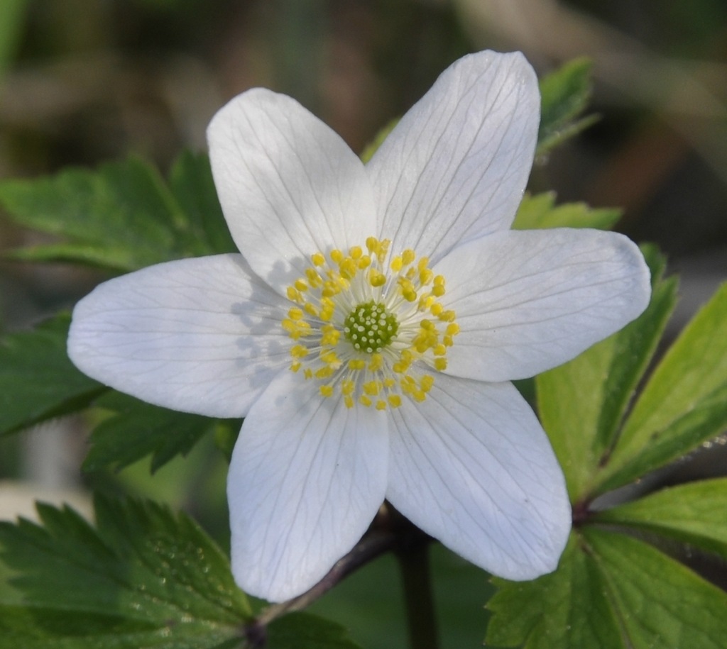 Изображение особи Anemone nemorosa.