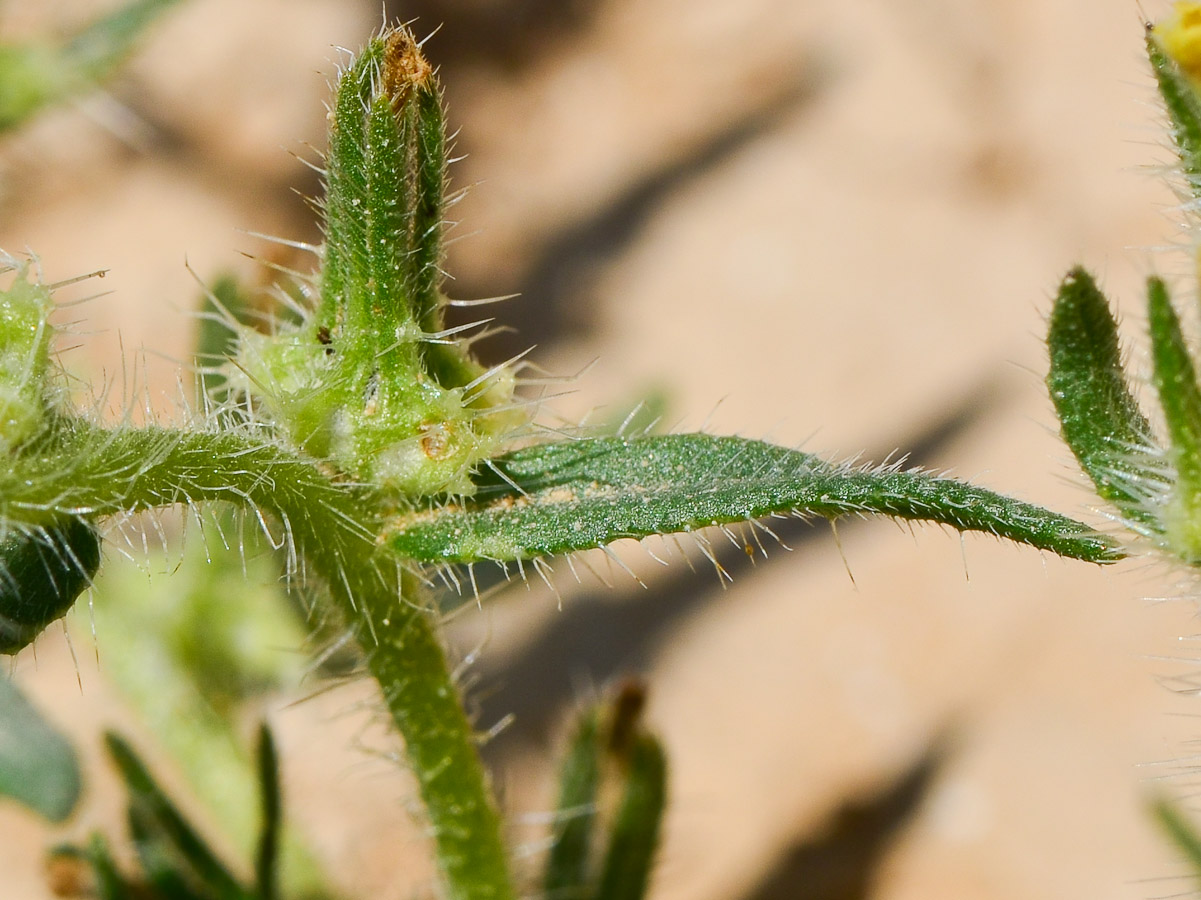 Image of Arnebia decumbens specimen.