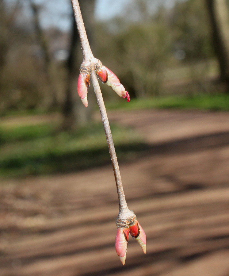 Image of Cercidiphyllum magnificum specimen.