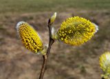Salix caprea