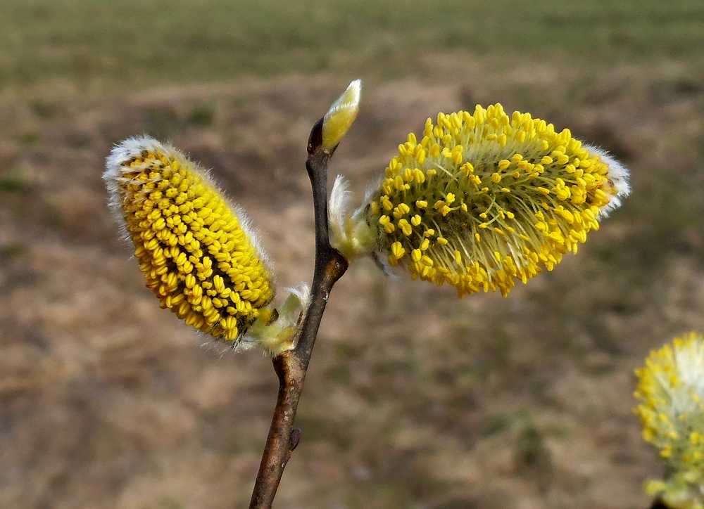 Изображение особи Salix caprea.