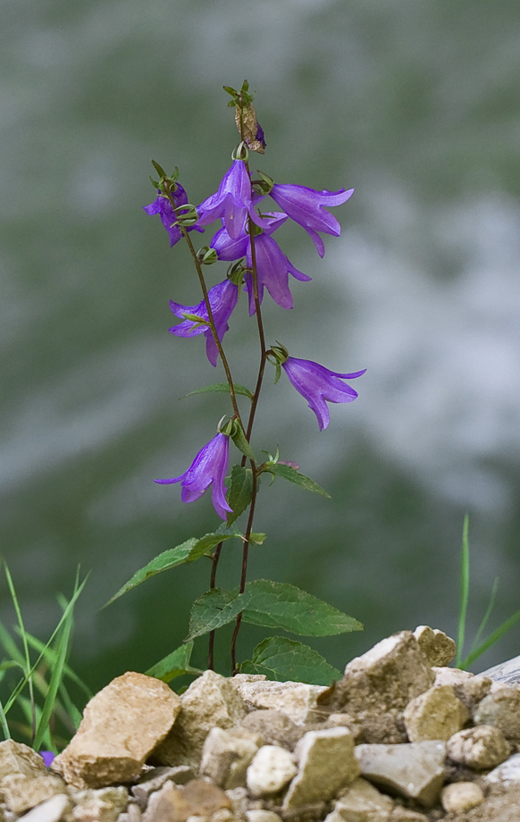 Изображение особи Campanula collina.