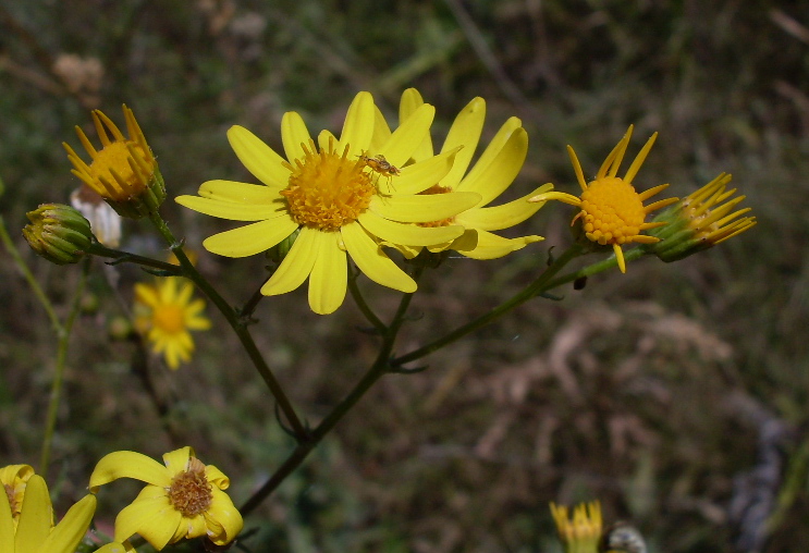 Image of Senecio borysthenicus specimen.