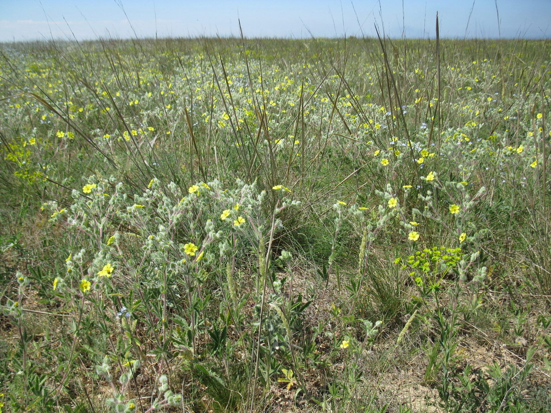 Изображение особи Potentilla callieri.