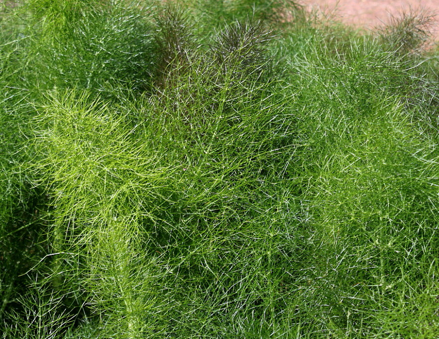 Изображение особи Foeniculum vulgare.