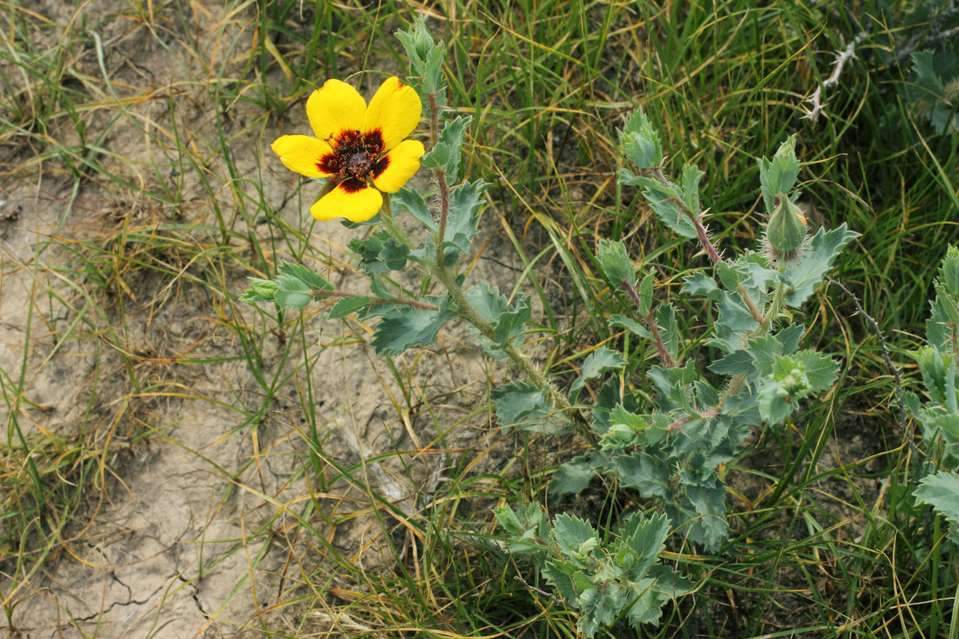 Image of Rosa persica specimen.