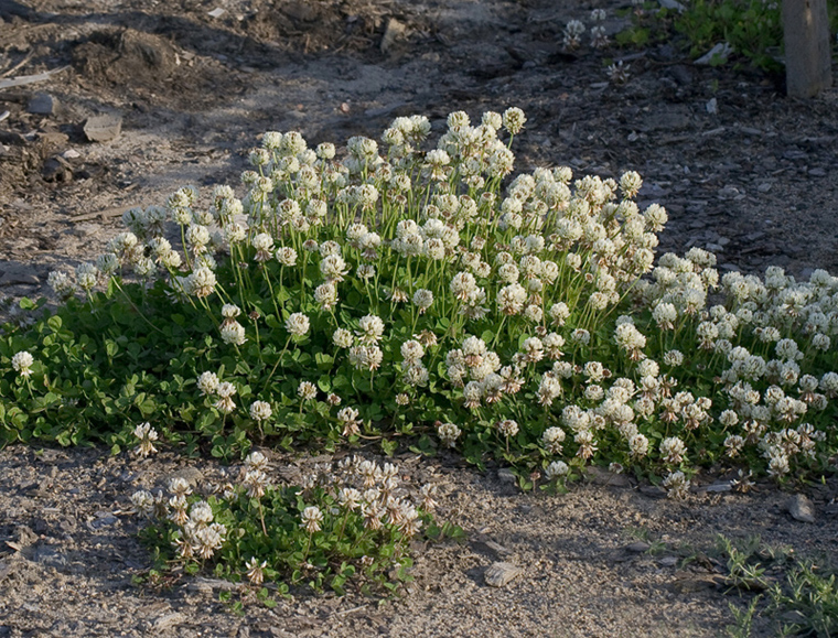 Image of Trifolium repens specimen.