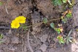 Potentilla gelida. Цветущее растение. Узбекистан, Ташкентская обл., зап. отроги Чаткальского хр., гора Бол. Чимган. 27.07.2013.