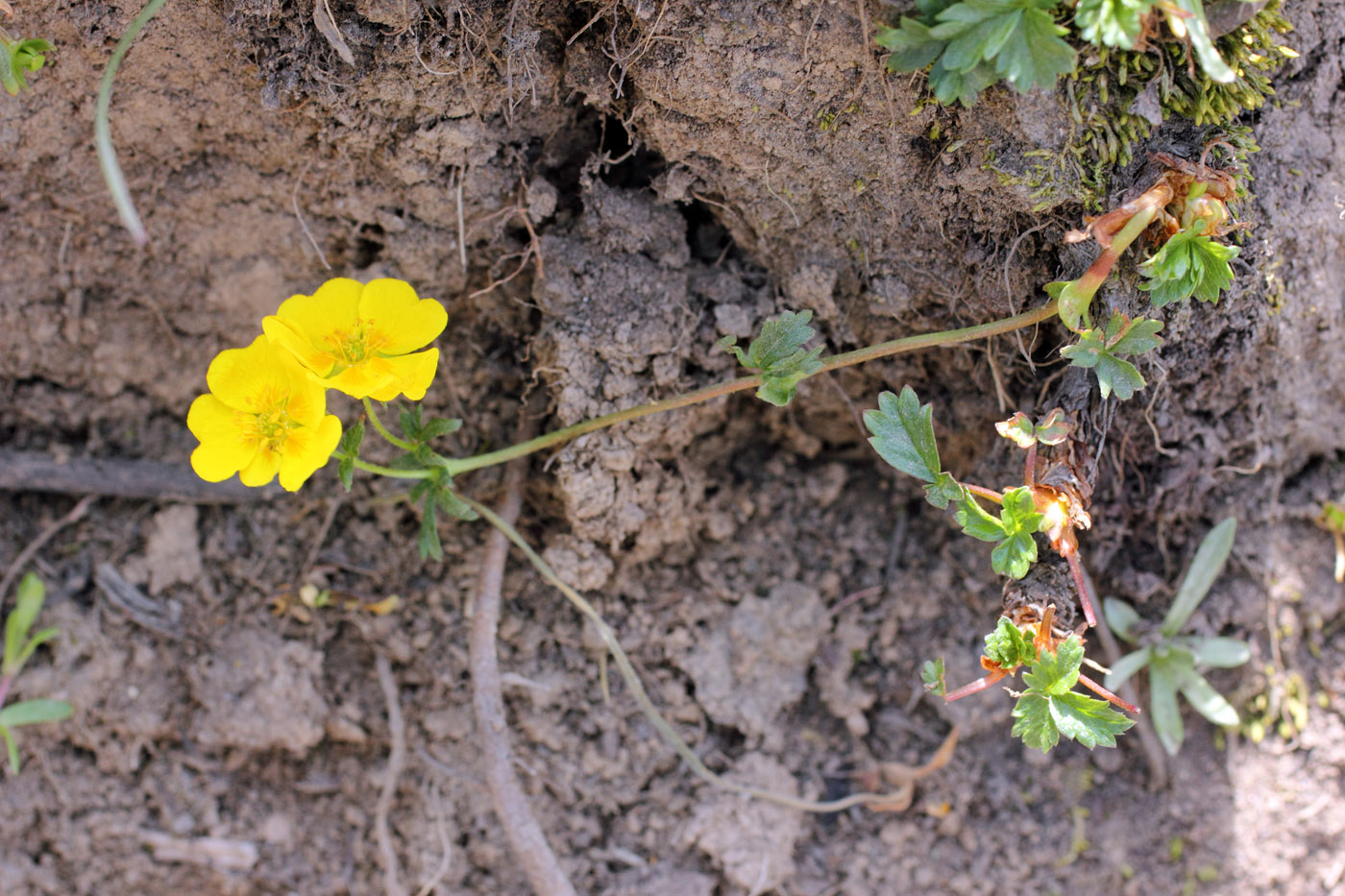 Image of Potentilla gelida specimen.