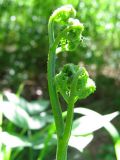 Pteridium pinetorum ssp. sibiricum