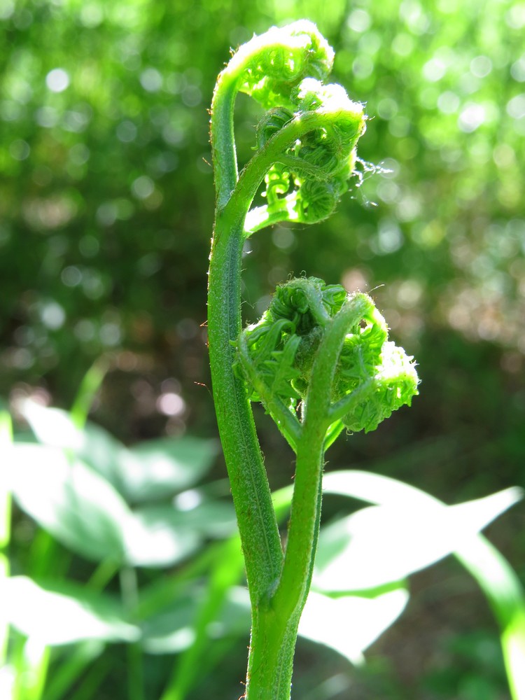 Изображение особи Pteridium pinetorum ssp. sibiricum.