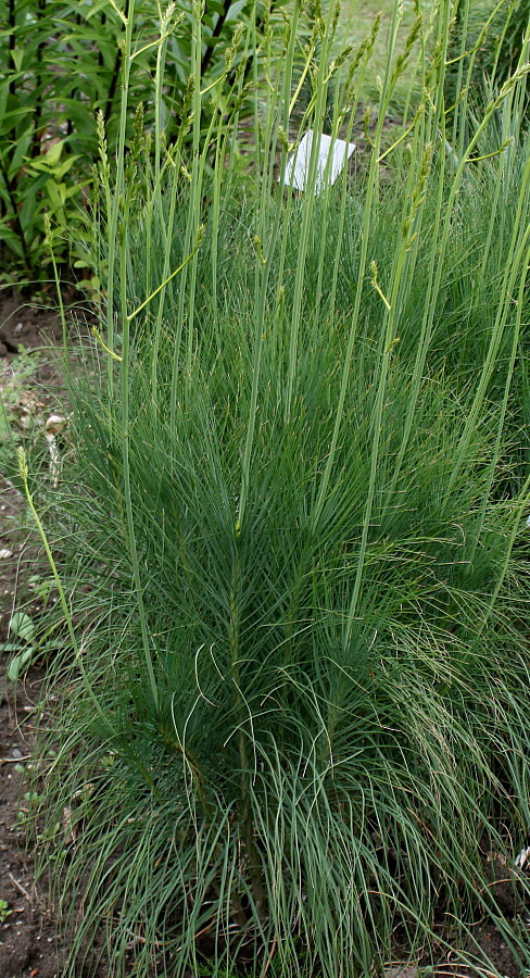 Изображение особи Asphodeline liburnica.