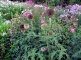 Echinops exaltatus. Отцветающее растение. Владивосток, Ботанический сад-институт ДВО РАН. 24 августа 2013 г.
