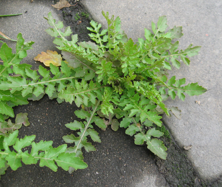 Image of Rorippa palustris specimen.