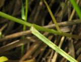 Carex praecox. Влагалищно-пластиночное сочленение. Костромская обл., Кадыйский р-н, окрестности дер. Селище, пойменный луг. 17 июня 2013 г.