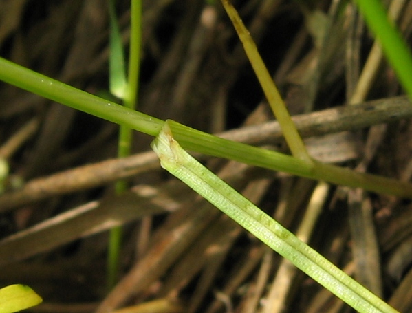 Image of Carex praecox specimen.