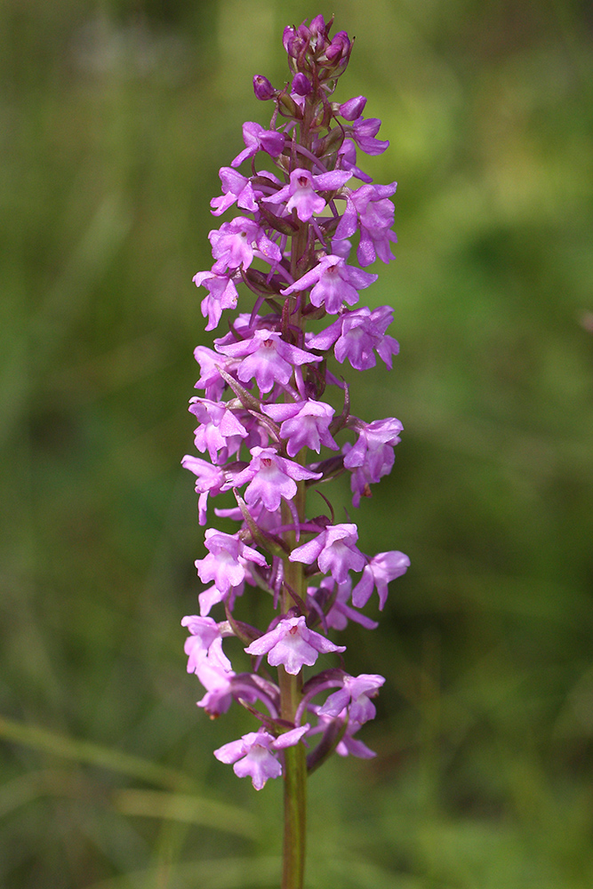 Image of Gymnadenia conopsea specimen.