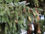 Picea sitchensis