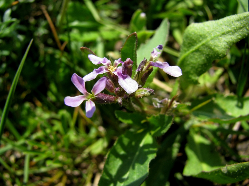 Изображение особи Chorispora tenella.