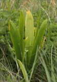 Ornithogalum arcuatum. Розетка листьев. Черноморское побережье Кавказа, Геленджикский р-н, гора Солдатский Бугор, луговая степь. 7 мая 2012 г.