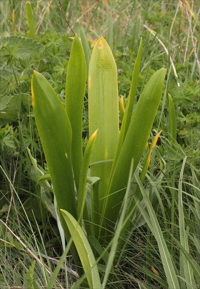 Image of Ornithogalum arcuatum specimen.
