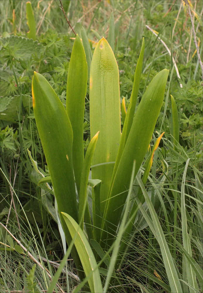 Изображение особи Ornithogalum arcuatum.