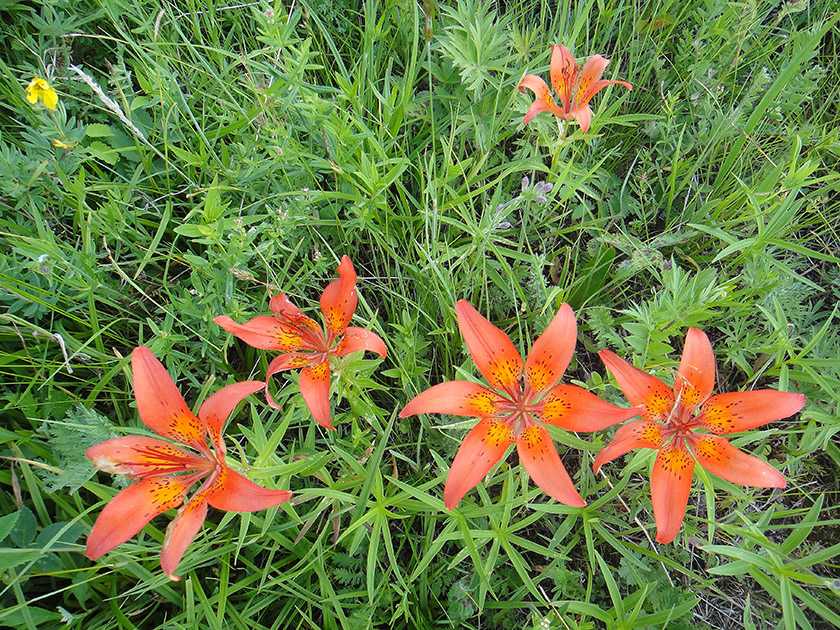 Image of Lilium pensylvanicum specimen.