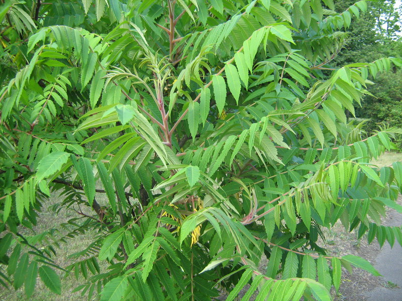 Image of Rhus typhina specimen.