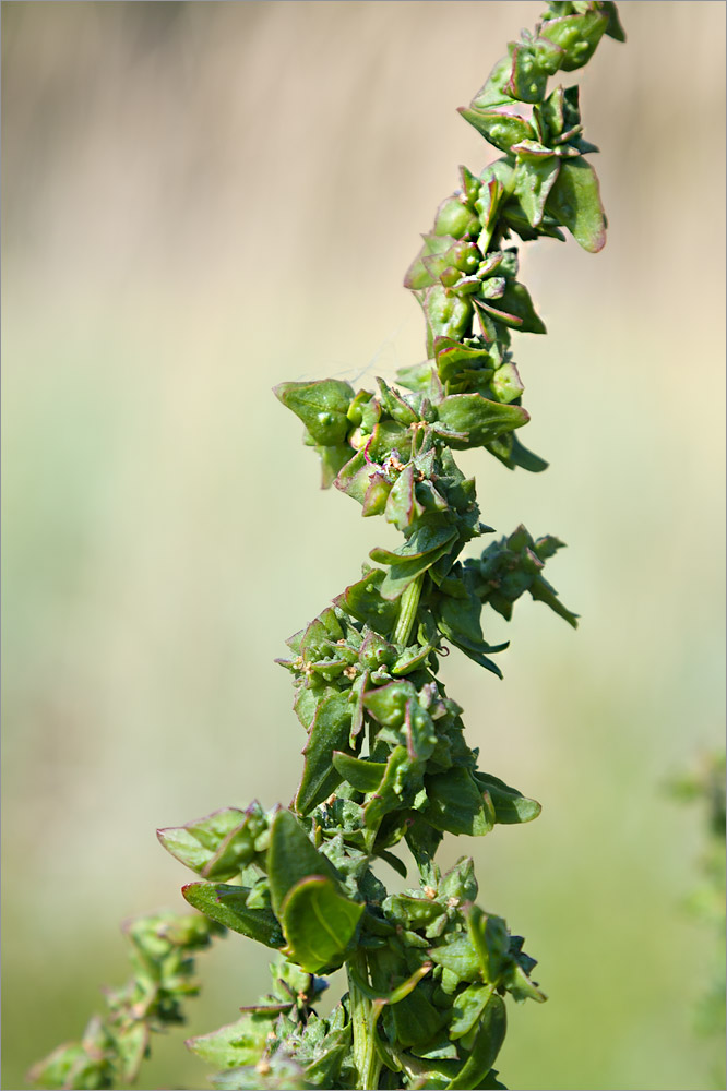 Изображение особи Atriplex nudicaulis.