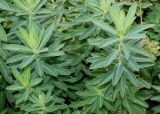род Euphorbia