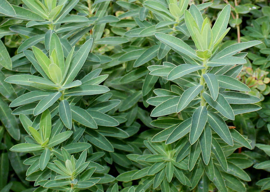 Image of genus Euphorbia specimen.