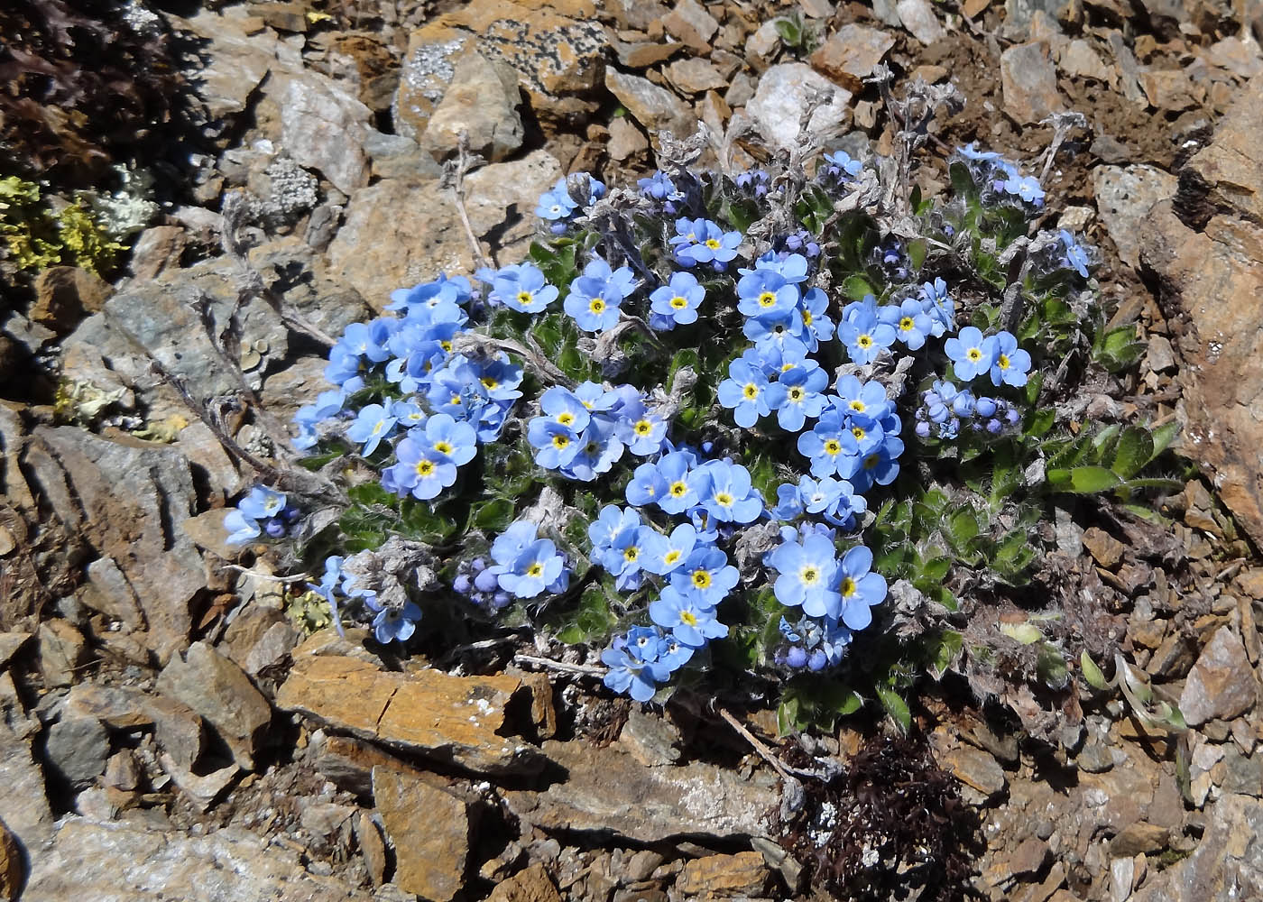 Изображение особи Eritrichium villosum.