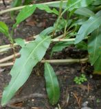 Rumex triangulivalvis