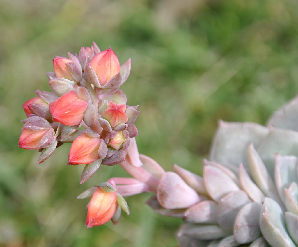 Изображение особи род Echeveria.