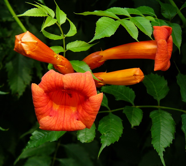 Изображение особи Campsis radicans.