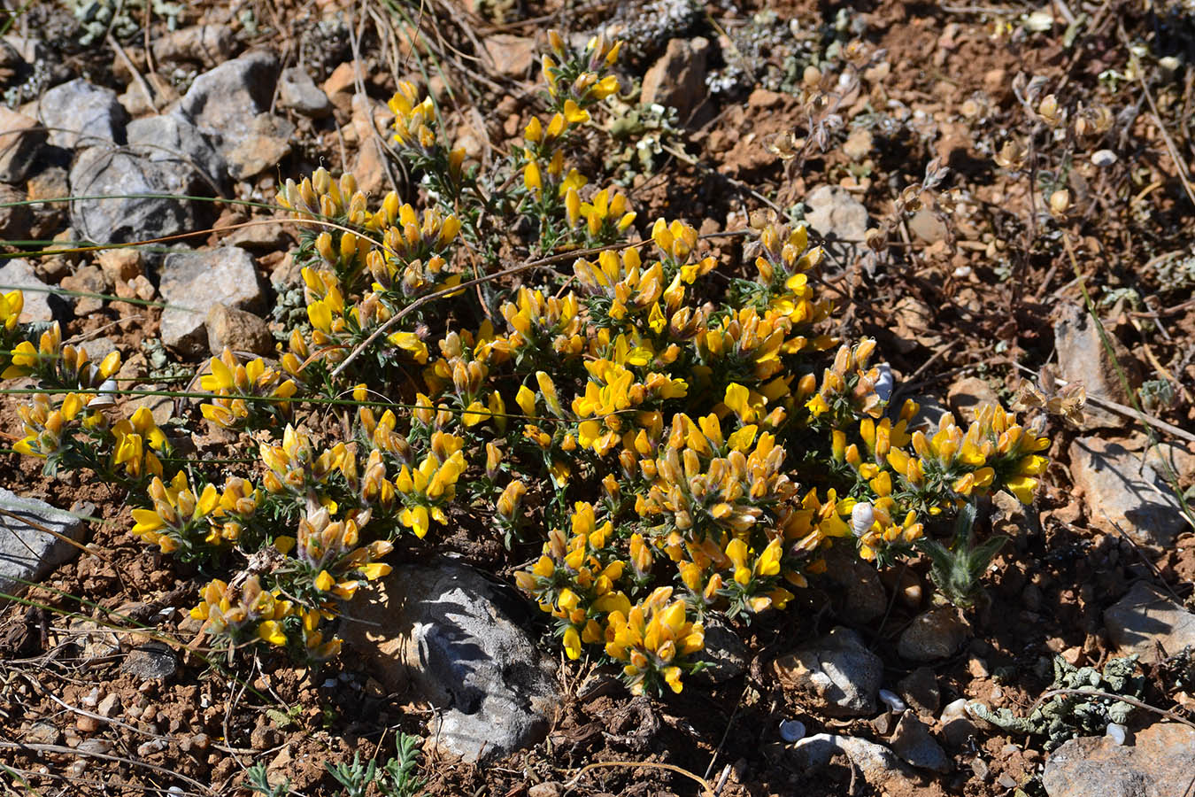 Image of genus Genista specimen.